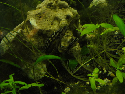 20101009 183736